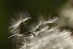 Parasol Prints: Dandelion