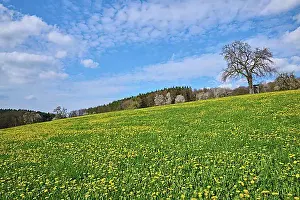 Blossoms Prints: Dandelion, Blooming, Meadow, Tree