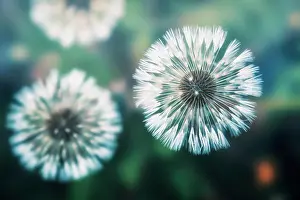 Focused Prints: Dandelions photographed from above in a greenish atmosphere