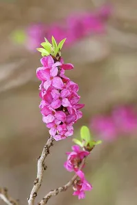 : Daphne (Daphne mezereum), flowers and leaf shoots
