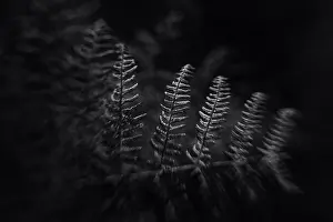 Mystery Prints: Dark, mood, moody, black and white, plants, plant, nature, autumn
