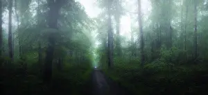 Mystery Prints: Dark mystical atmosphere in the forest in the morning