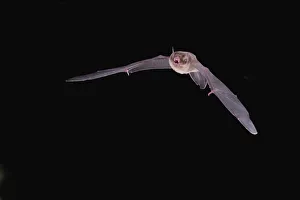 Spread Wings Prints: Davy's Naked-backed bat (Pteronotus davyi) flying at night