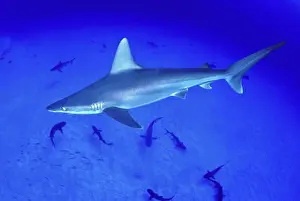 Intimidate Prints: DC, closeup side view of sandbar shark swimming above other sharks C2072/n(Carcharhinus plumbeus) CM-2079