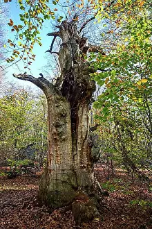 Natural Preserve Prints: Dead English oak (Quercus robur)
