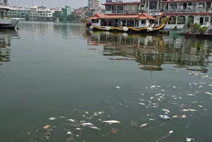 Vietnamese Prints: Dead fish and pollution in city waterway, West Lake ('Tay Ho'), Hanoi, Vietnam