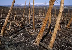 Siberia Prints: dead forest killed by acid rain & heavy metal pollution norilsk, siberia, russia