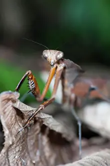 Malaysia Prints: A Dead Leaf Mantis, Deroplatys desiccata, on leaf litter, Cameron Highlands, Malaysia