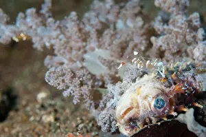 Feeding Prints: A dead Orbicular Porcupinefish