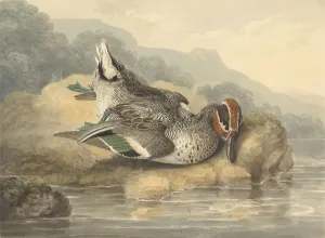 Black Ink Prints: Dead Teal Samuel Howitt 1756-1822 British Watercolor