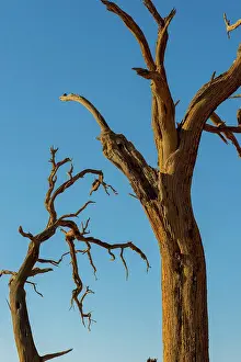 Parks Prints: Detail of dead trees in the barren landscape of the private Kulala Wilderness Reserve in the Sossusvlei area