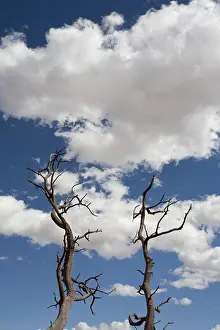 Utah Prints: Dead Trees Against Blue Sky and Clouds, Moab, Utah, USA