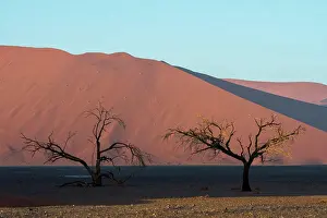 Desert Landscapes Prints: Dead trees in the Vlei at Dune 45 a sand dune in the Sossusvlei area