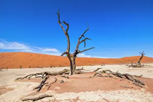 Drought Prints: Dead trees in wide landscape of the Deadvlei (white salt-clay pan)