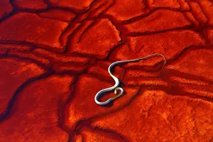 Rocks Prints: dead water snake in the red river