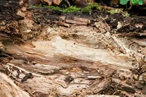 Woody Plant Prints: Dead wood with white rot caused by ligninolytic fungi