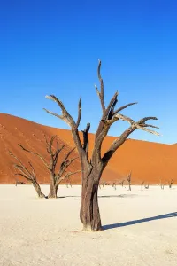 Sand Dunes Prints: Deadvlei, Dead Acacia trees in an old clay pan, Namib-Naukluft National Park, Namibia