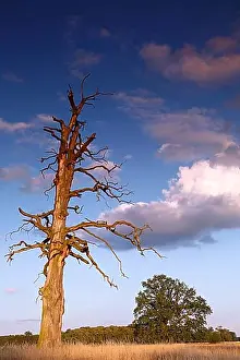 Eastern Germany Prints: Deadwood oak, Middle Elbe Biosphere Reserve, Saxony-Anhalt, Germany