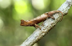 Lizard Prints: Decary's Leaf chameleon (Brookesia decaryi) on lower branch near forest floor