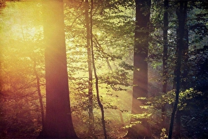 Lighted Prints: Deciduous forest and morning sun in autumn