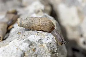 Ambiance Prints: Decollate snail (Rumina decollata), Gard, France
