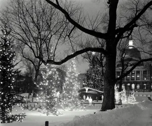 Bare Tree Prints: Decorated Christmas trees lit up at night