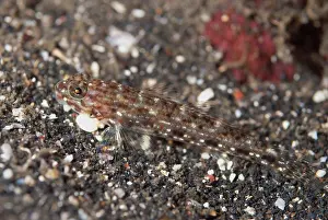 Maritime Prints: Decorated Goby (Istigobius decoratus) adult