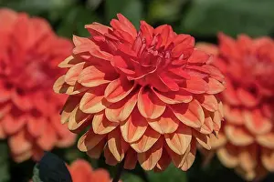 Autumnal Prints: Decorative dahlias (Dahlia), Orange Nugget variety