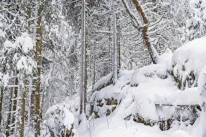 Rocks Prints: Deep snow in a spruce forest with rocks a cold winter in the wilderness