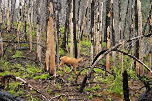 Global Warming Prints: Deer walking through a forest of dead burned trees from a wildfire