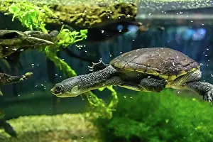 Turtle Prints: Denver, Colorado, A Reimann's snake-necked turtle (Chelodina reimanni) at the Denver Zoo