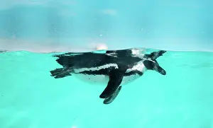 Leben Prints: Der Pinguin schwimmt unter Wasser im Meer