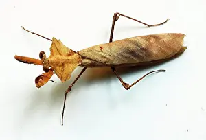 Malaysia Prints: Deroplatys, Dead leaf Mantis, species of praying mantis that inhabits Thailand