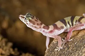 Lizards Prints: Desert banded gecko (Coleonyx variegatus variegatus)