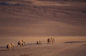 Namibia Prints: Desert Elephant (Loxodonta africana) herd walking in desert near Purros