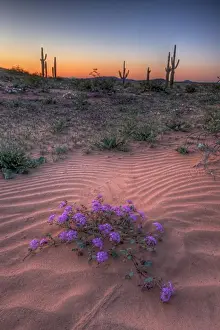 Arizona Prints: A desert sand verbena on sand dunes in Cabeza Prieta National Wildlife Refuge