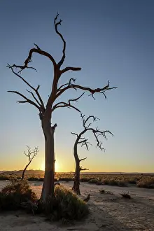 Peaceful Scene Prints: Desert scenery and dead camel thorn