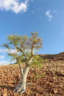 Mother Nature Prints: Desert scenery and Sprokiesboom (Moringa ovalifolia)