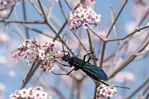 Feed Prints: Desert Wasp (Pompilidae sp) on flowers, Namibia