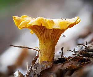 Nahaufnahme Prints: Detailed recording of a yellow chanterey between pine needles on the forest floor detailed recording of a yellow