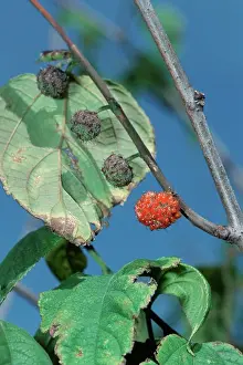 Culinary Prints: DEU, 2003: Silkworm Mulberry, White Mulberry (Morus alba), twig with berries