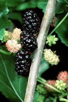 Culinary Prints: DEU, 2003: Silkworm Mulberry, White Mulberry (Morus alba)