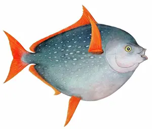 Osteichthyes Prints: DEU, 2006: Opah (Lampris guttatus), drawing