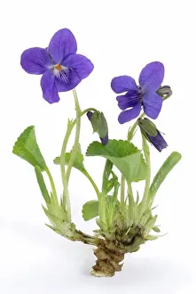 Perennial Prints: DEU, 2007: Sweet Violet (Viola odorata), flowering plant, studio picture