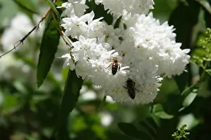 Pflanze Prints: Deutzia, Biene, bee Deutzia, Biene, bee