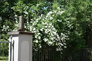 Pflanze Prints: Deutzia Deutzia