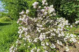 Woody Plant Prints: Deutzia, Deutzia rosea, in bloom