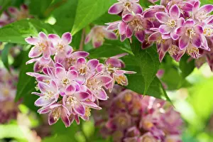 Pflanze Prints: deutzien ** deutzia fu1-ncf