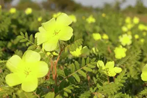 Outdoor Africa Prints: Devil-Thorn or Dubbeltjie (Tribulus terrestris)