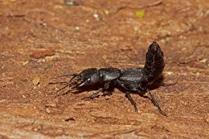 Rise Prints: Devil's Coach-horse Beetle (Ocypus olens) adult
